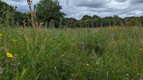 Ten Acre Wood and Meadows