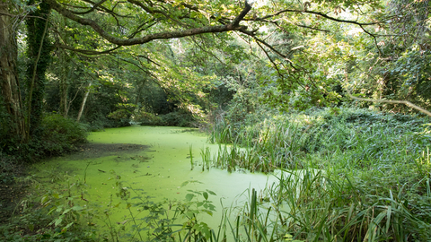 View across the pond with aquatic vegetation and trees around