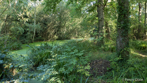 View of the pond and woodland with lots of green vegetation around