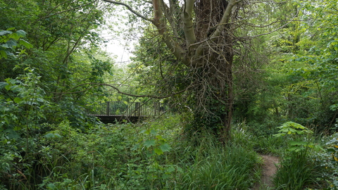 Wilderness Island