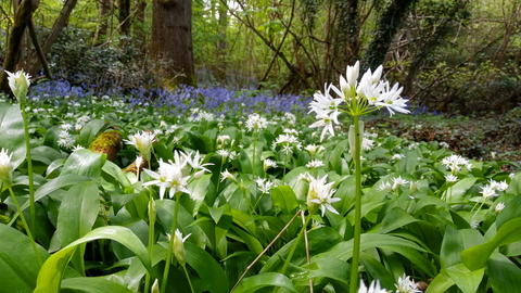 Threecorner Grove