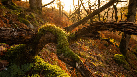 A shaft of sunlight filters through the canopy of a UK rainforest, lighting up a vibrant green patch of moss growing on a piece of dead wood