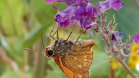Skipper
