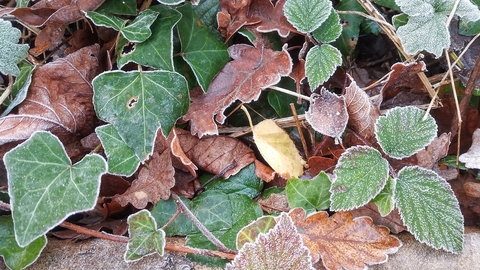 Frosty leaves 