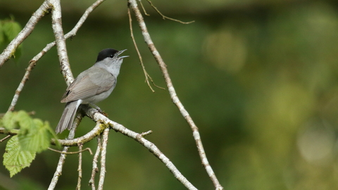 Bird singing 