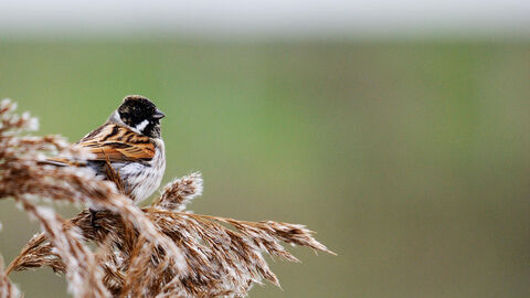 reed bunting