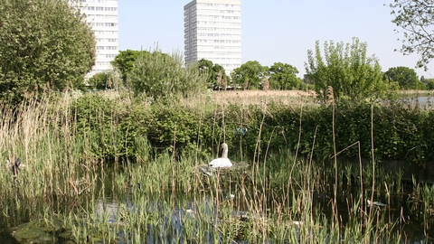 Swan sat on a nest at Woodberry wetlands with apartment buildings in the background
