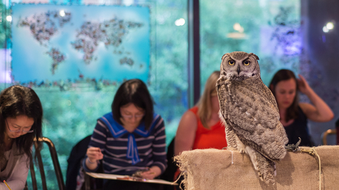Owl perched with people drawing in the background