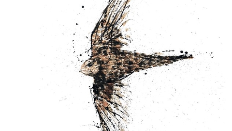 A drawing of a swift, text reads 36 Swifts, showing London Wildlife Trust logo