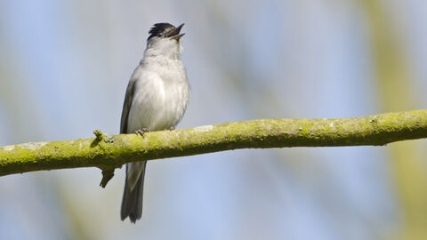 Singing blackcap