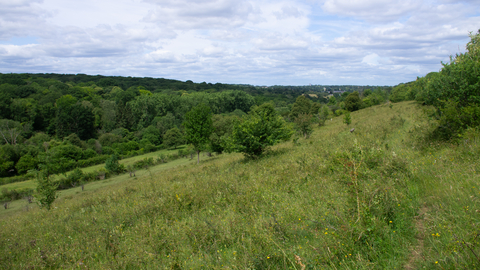 View across a sloping meadow with lush green trees in the background