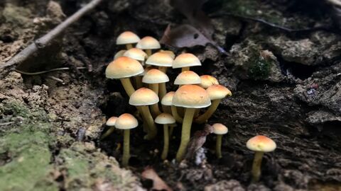 A group of mushrooms