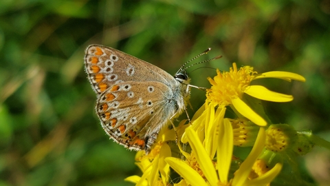 Brown hairstreak butterfly on flower