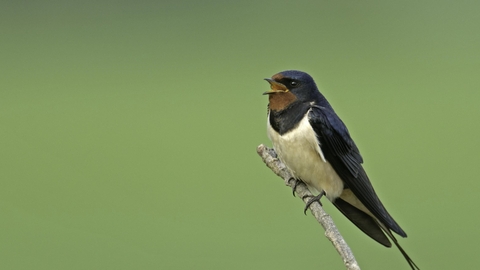 A blue and white bird perched on a branch