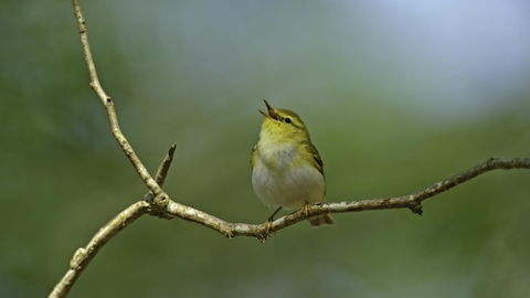 A small yellow garden bird sitting on a branch with an open beak