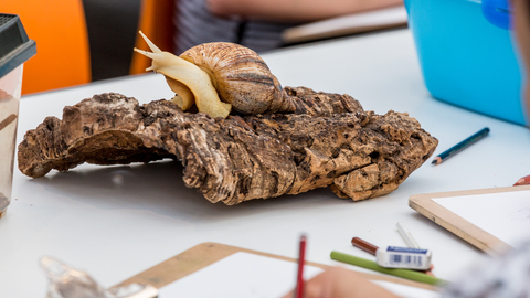 Someone is drawing a large land snail who is perched on a piece of bark 