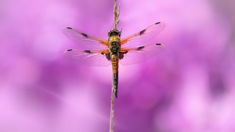 A large yellow and black dragonfly sits on a twig with full open wings.