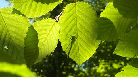 Leaves backlit by sun 