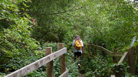 Woman walking on boardwalk in Denham Lock Wood
