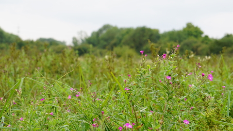 Great willowherb in Fray's Farm Meadows