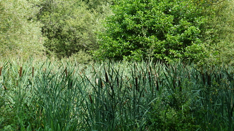 Reeds and greenery at Park Road Pond