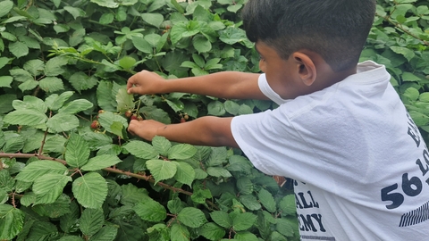 A child in a white tshirt picking blackberries from a bramble hedge