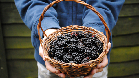 A young person holds up a woven basket full of ripe blackberries