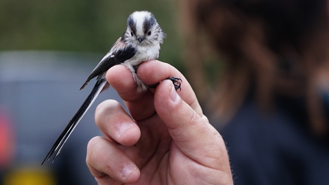 Long-Tailed tit caught between someone's fingers while bird ringing