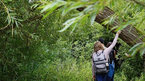 People walking through a woodland touching a willow tree