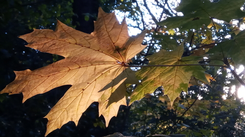 leaves in Sydenham Hill Wood