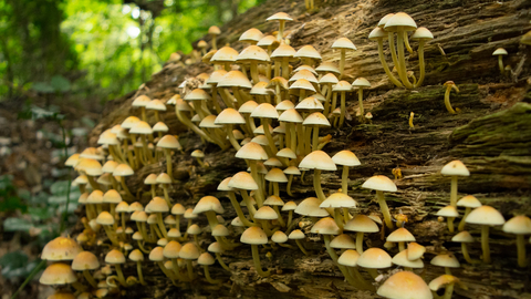 Sulphur caps growing out of a piece of horizontal dead wood