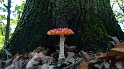 Fly Agaric mushroom at Sydenham Hill Woods
