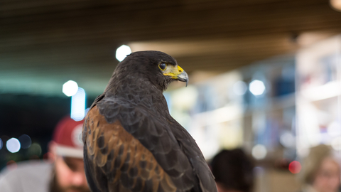 Harris Hawk on display for an art class
