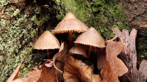 Mushroom by tree