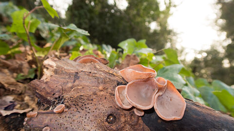 Jelly ear fungus