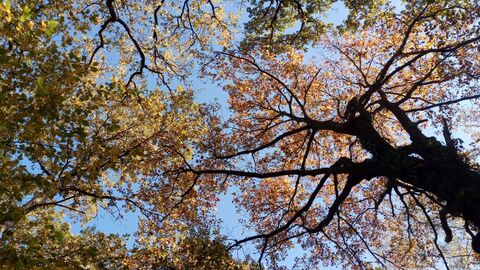 Looking up into the canopy
