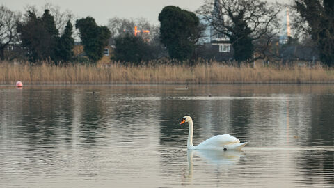 Swan on the surface of a reservoir with reeds and trees in the background.