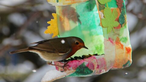 Robin perched on a home made milk bottle bird feeder eating seed
