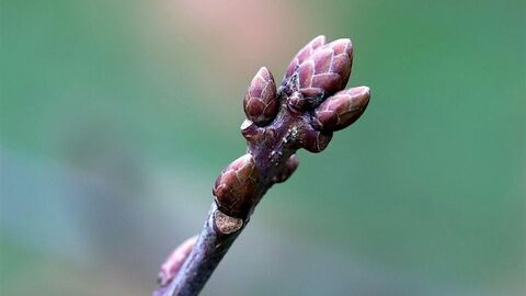 tree bud