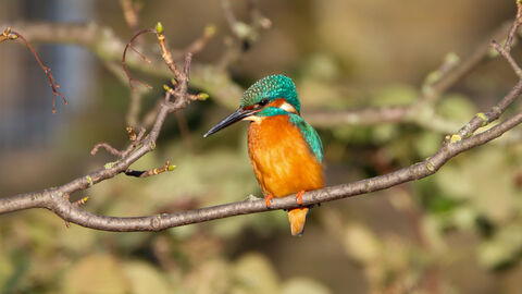 A kingfisher perched on a branch.