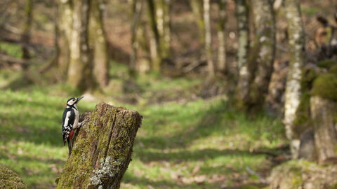Great Spotted woodpecker (C) 