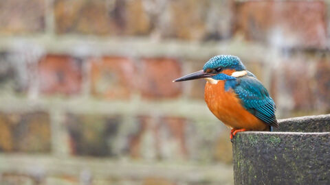 A blue and orange kingfisher perches on a stone pipe against a brick wall backdrop
