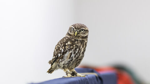 A brown and white speckled little owl stands on a perch and looks towards the camera.
