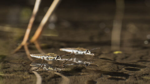 Two pond skaters sit on the surface of a pond