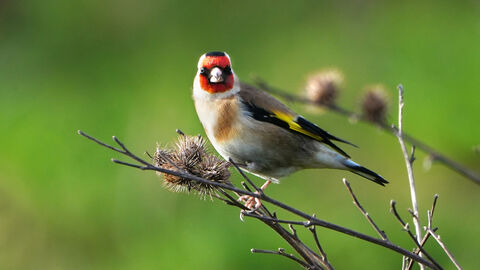 A goldfinch sat on a branch