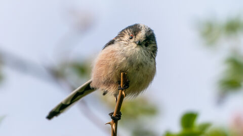 Long Tailed Tit