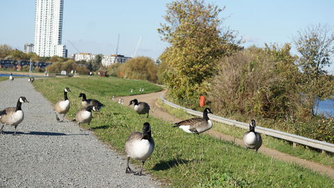 A group of Canada geese walk along a gravel path and adjacent grass