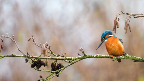 A kingfisher perches on a branch and looks down