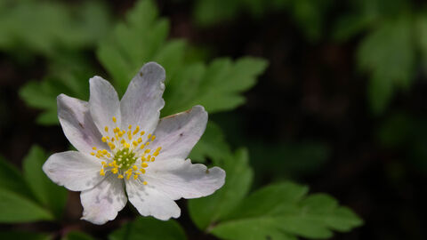 Wood Anenome