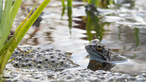 A frog's head emerges from the water. Next to it is a clutch of frogspawn.